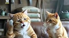 Comedy Cats funny cute😺😻