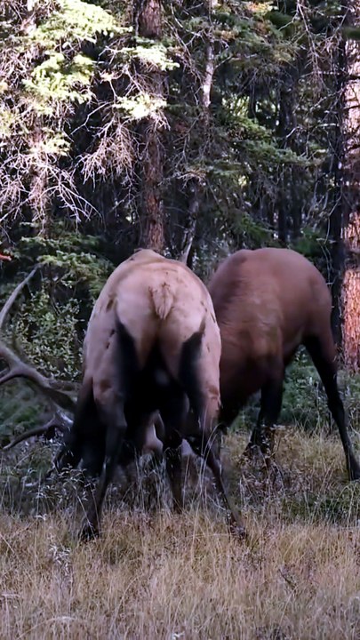 Shocking High-Power Battle: Massive Bull Elks Lock Antlers And Bugle Loudly In Forest Showdown