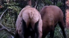 Shocking High-Power Battle: Massive Bull Elks Lock Antlers And Bugle Loudly In Forest Showdown