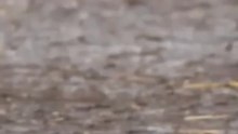 Falcon Attack on All Birds But Eagle