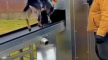 The Most HEARTBREAKING Animal Farms on Earth 💔😢 Cruelty You Won't Believe Exists