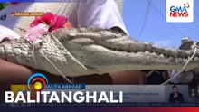Isang alkalde, nagpakasal sa isang hayop na kaanak ng mga buwaya bilang bahagi ng ritwal | Balitanghali
