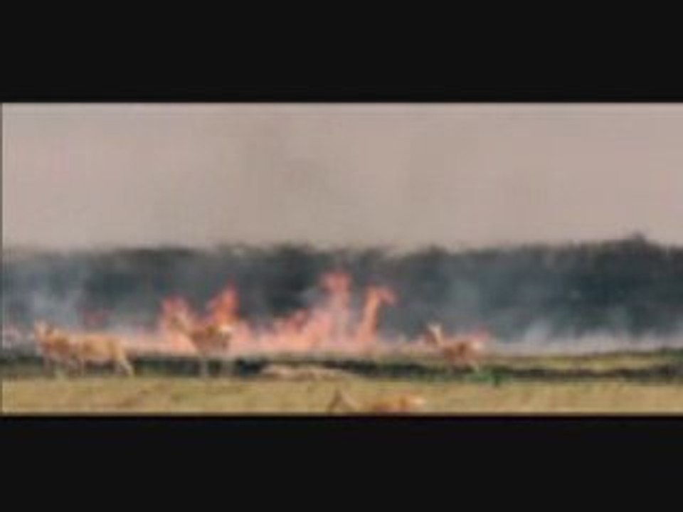 Leila, lush dolphins