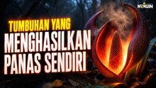 Ternyata Ada Tumbuhan yang Bisa Menghasilkan Panas Sendiri Tanpa Api