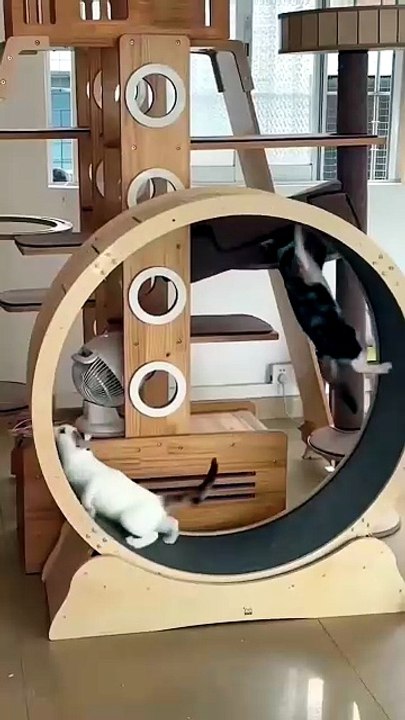 Funny Cats