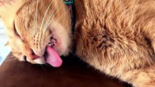 Funny Cats