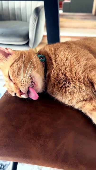 Funny Cats