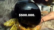 This Buffalo Sold for $500,000 After Grooming
