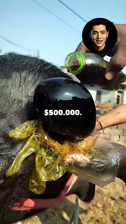 This Buffalo Sold for $500,000 After Grooming