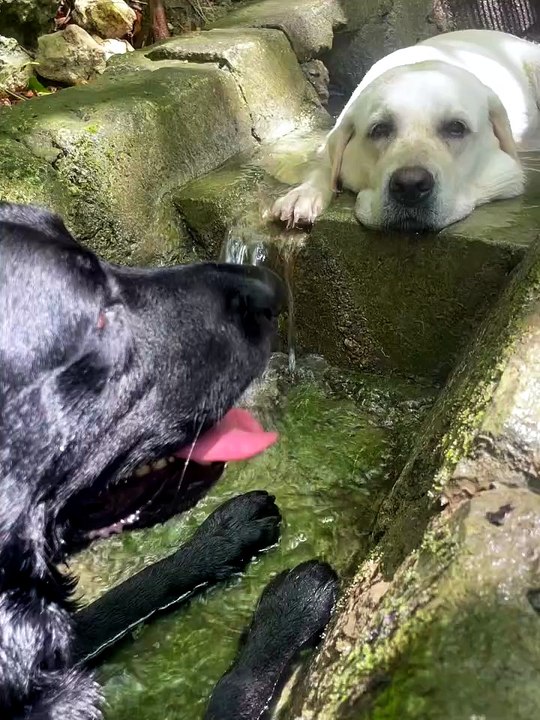 Dog enjoying a chilled treat