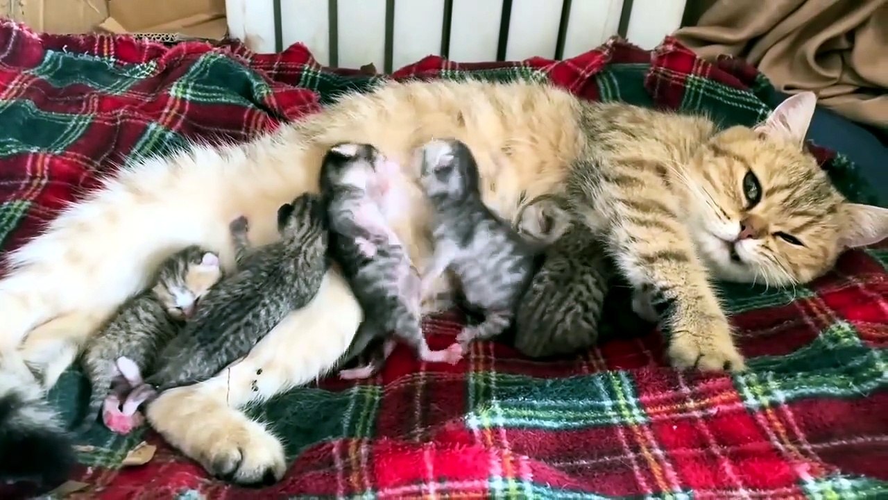 OMG... They were just born... I thought they'd just sleep cuddled up with their mom.  But it only took a few seconds for the cutest little fight in the world to begin. 😂 They hadn't even opened their eyes yet and they were already fighting for a little s