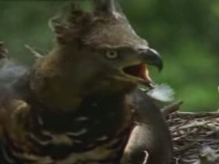 NATIONAL GEOGRAPHIC la vie privée d'un aigle.2