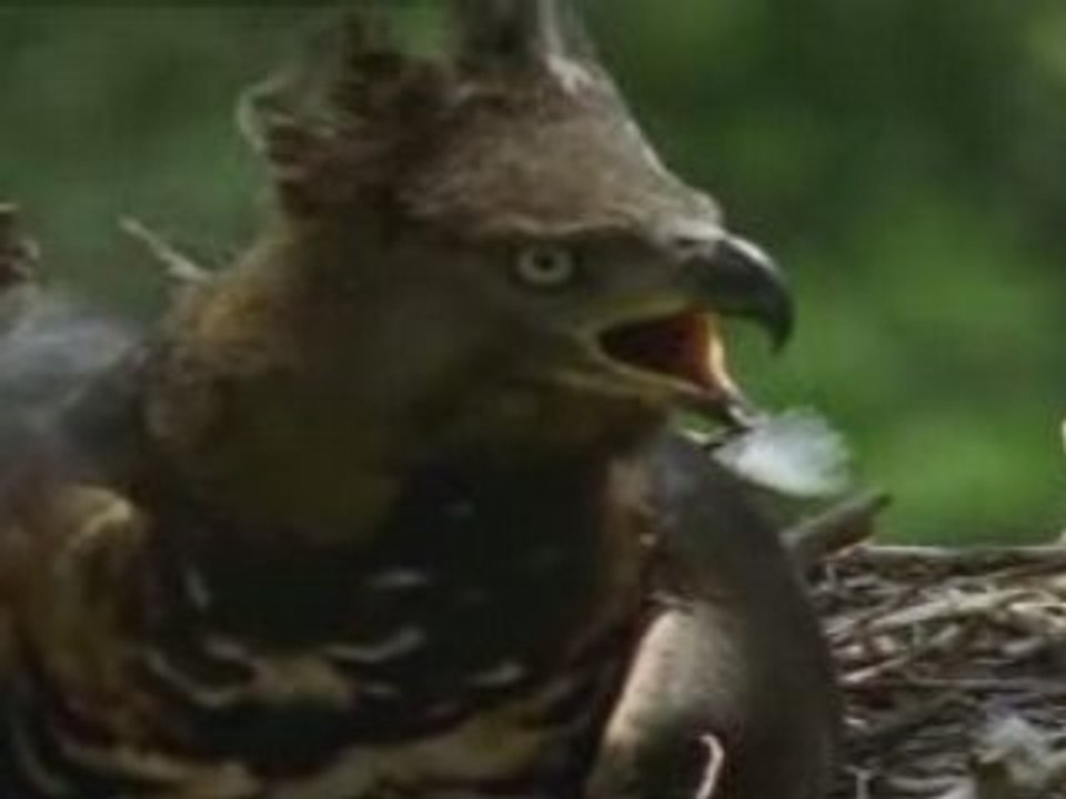 NATIONAL GEOGRAPHIC la vie privée d'un aigle.2