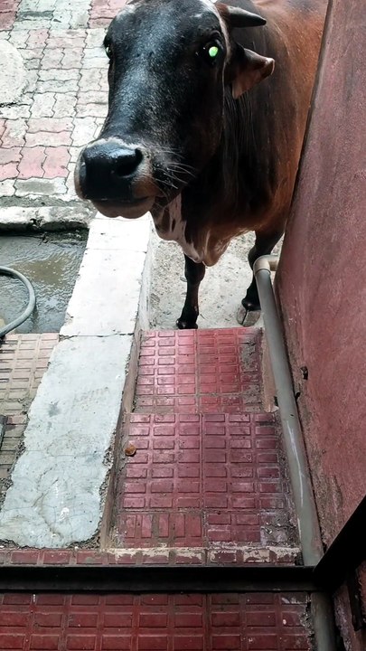 cow eating