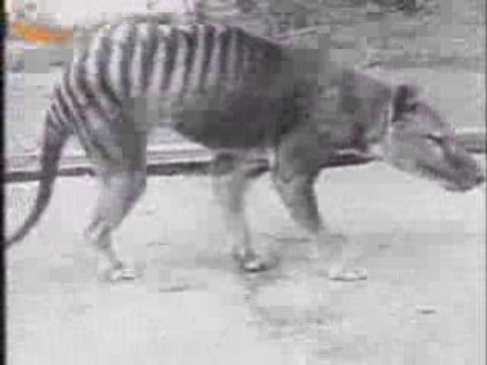 Thylacine