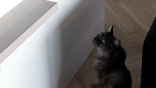 To jump or not to jump... that is the question. 😸🤔 #cats #funnycats #catlovers