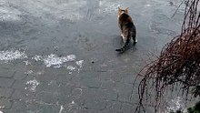 A cool memory for a hot day. ❄️😸 #cats #funnycats #catlovers