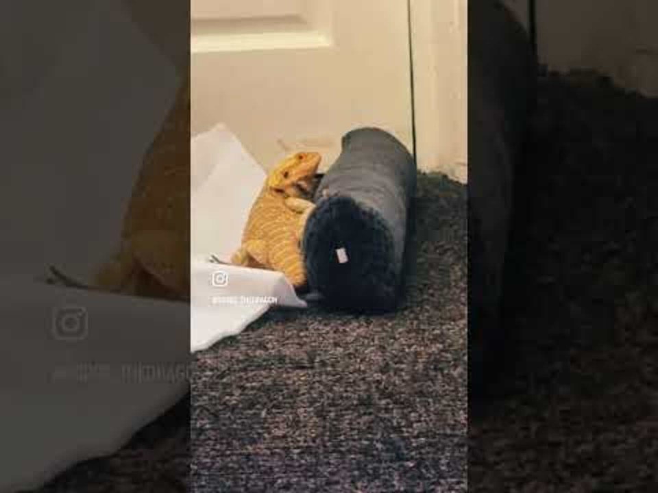 Chameleon Falls off Pillow While Trying to Sit On It