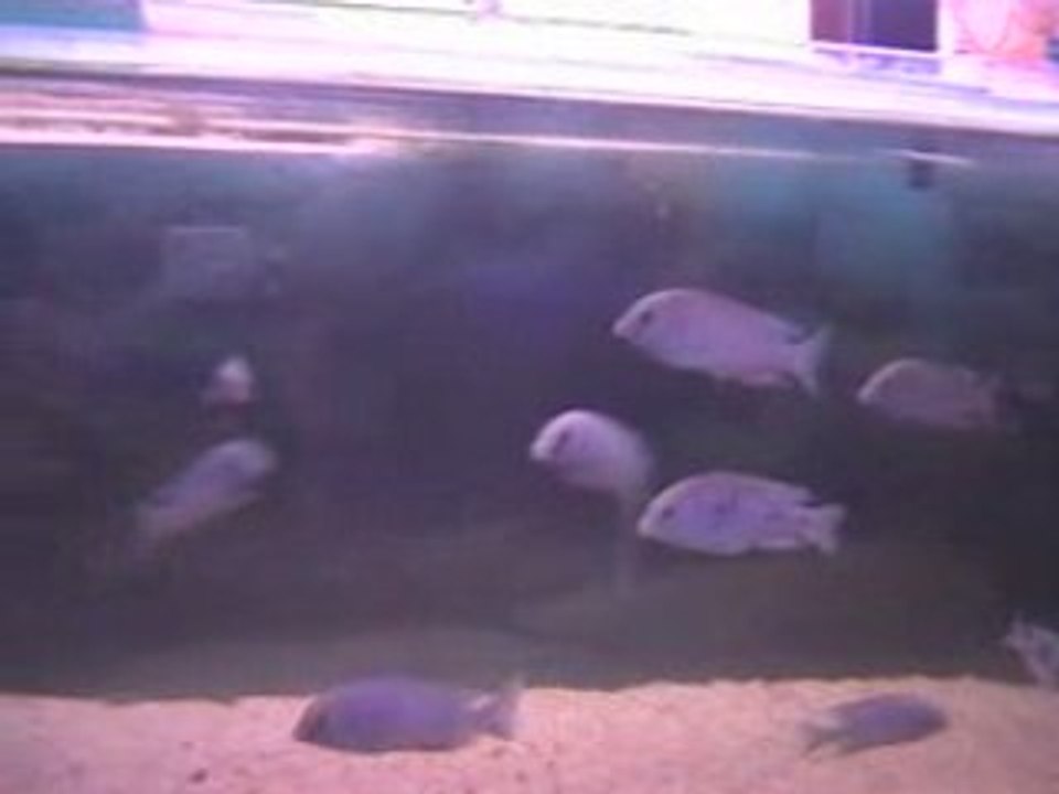 Aqua Tank2