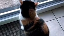 😹 Funny Cat Compilation 2026 – Non Stop Laughter Guaranteed  34
