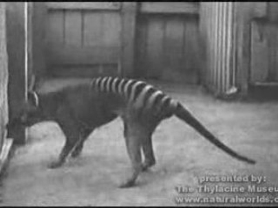 Thylacine 2