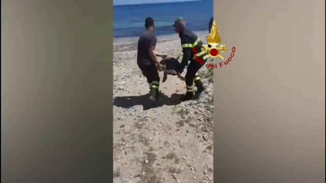 Recuperata una tartaruga di 50 kg dalla vasca degli impianti Versalis