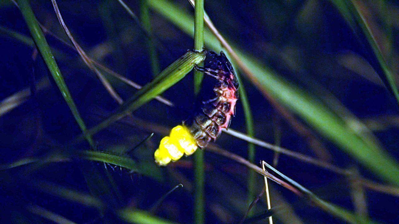 Glow worms introduced on the South Downs