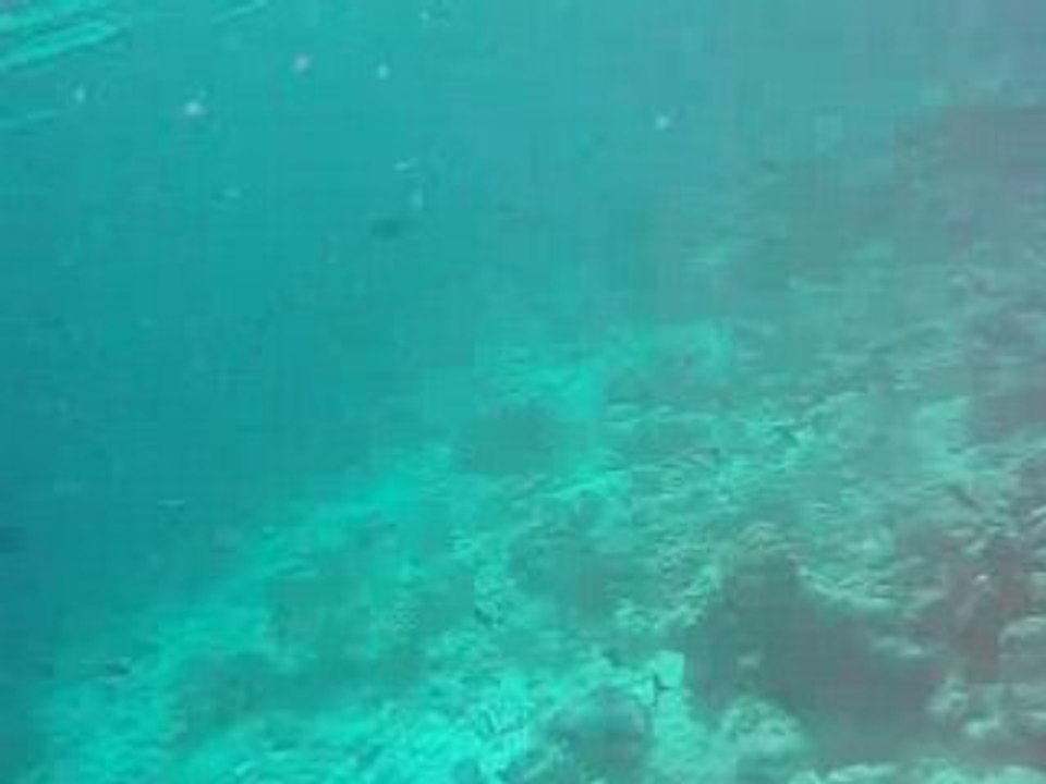 Maldives 2008 reethi beach resort Poissons