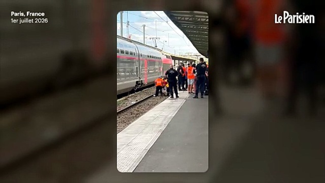 « La SNCF a tué Gina » : un chat écrasé par un train en Gare de Lyon