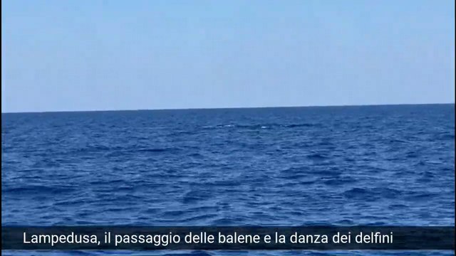 A Lampedusa lo spettacolo delle balene e la danza dei delfini