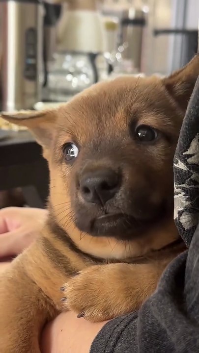 This little guy always has these odd expressions.