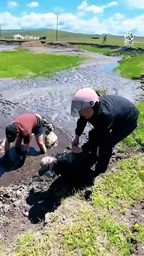 Friends unite to save 12 lambs trapped in mud 👏❤️#AnimalRescue #LambRescue #SheepRescue #RescueStory #AnimalLovers #WildlifeRescue #KindnessMatters #Hope #InspiringStories #Nature #FarmLife #SavingAnimals #Compassion #GoodNews #Heartwarming #ViralShorts