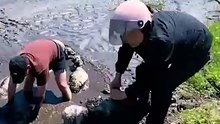 Friends unite to save 12 lambs trapped in mud 👏❤️#AnimalRescue #LambRescue #SheepRescue #RescueStory #AnimalLovers #WildlifeRescue #KindnessMatters #Hope #InspiringStories #Nature #FarmLife #SavingAnimals #Compassion #GoodNews #Heartwarming #ViralShorts