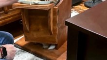 This Adorable High Chair Actually Saves Dogs' Lives ❤️🐾