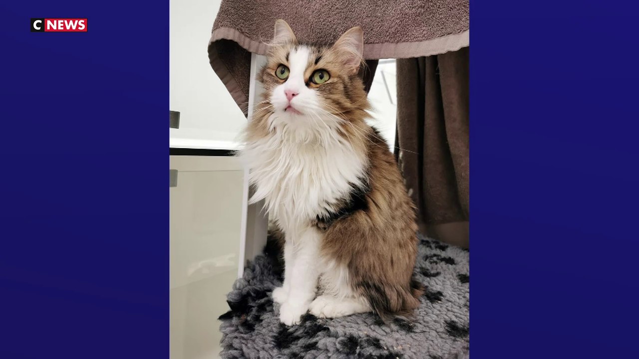 Après Neko, à Montparnasse, le chat d'Olivier Benkemoun écrasé par un train en Gare de Lyon