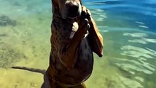I Thought It Was One Dog... Then I Looked Closer 😭🐶