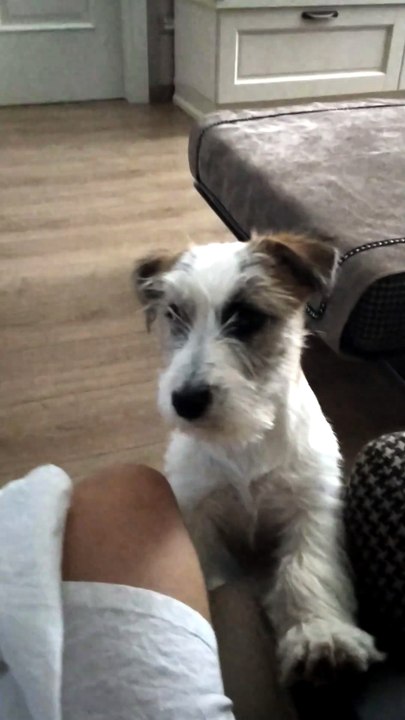 Il mio cane.