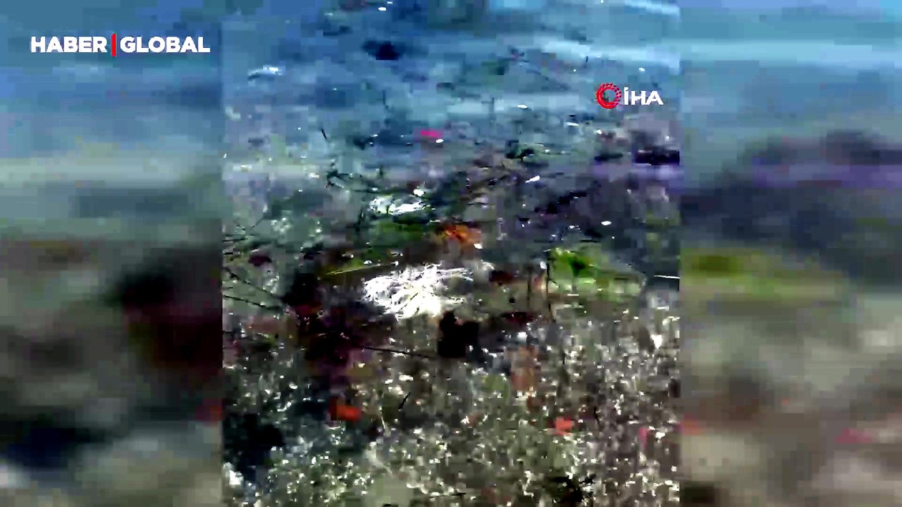 Tekirdağ sahilinde kahverengi pusula denizanaları görüldü