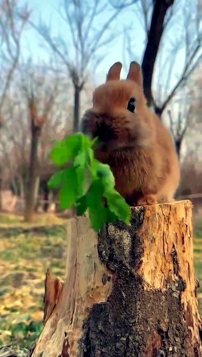 Professional Mukbanger: Bunny Edition 🐰