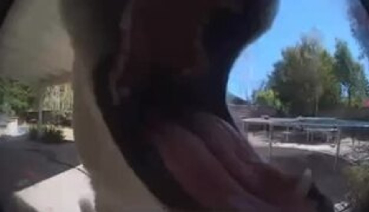 Dog Tries to Bite Ring Camera After Hearing Owner's Voice