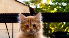 سيرة القطة من المعابد إلى الإنترنت #وثائقي
