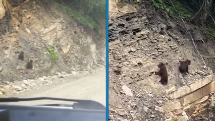 Sinop ormanlarında yavru ayılar kameralara yakalandı