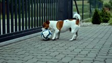 Dog playing with Football #dog #kingdomofawais