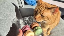 Mon chat tout mignon qui veut mes macarons