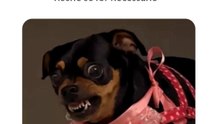 sem frase motivacional hoje - narrando memes