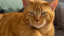 Mon chat