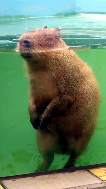 Au Japon, une capybara fait ses besoins debout en pleine baignade