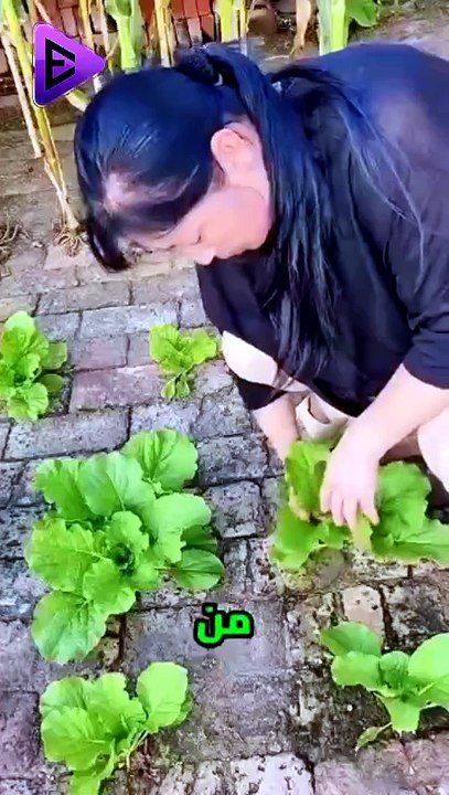 البلاديوم | لماذا يزرعون الخضروات فوق الطوب؟ السر أذكى مما تتوقع 🤔😱 #elpladum #اكسبلور #ترند #قصص