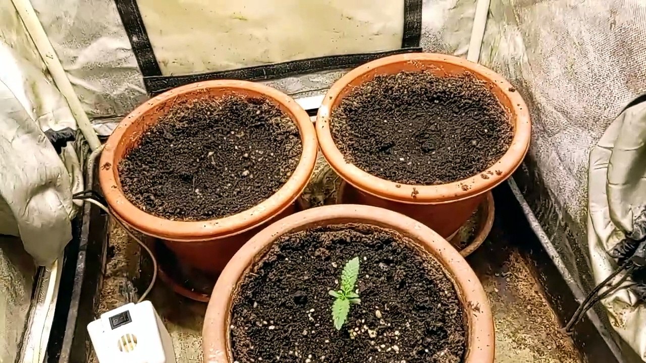 4° o 5° día (plantas autoflorecientes)