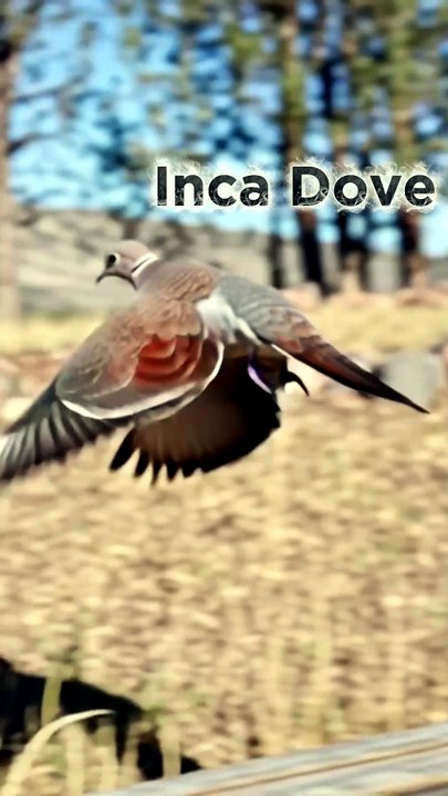 The Tiny Dove with a Scaly Look!